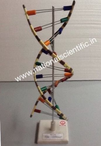 DNA Helical Model