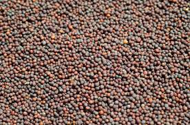 Natural Brown Mustard Seeds, For Cooking, Grade Standard : Food Grade