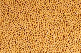 Natural Yellow Mustard Seeds, For Cooking, Grade Standard : Food Grade