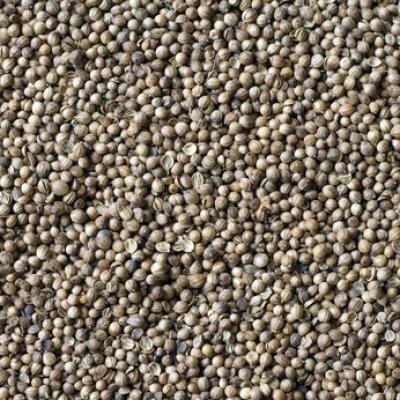 Coriander seeds, Packaging Type : light brown