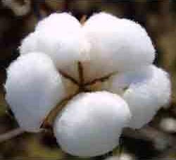 Raw Cotton, Purity : 99% Purity