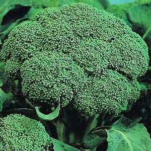 Fresh broccoli