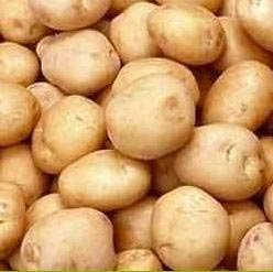 Fresh potato, Usage/Application : Cooking, Baking, Frying, Boiling