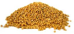 Yellow Mustard Seeds, Cultivation Type : Organic