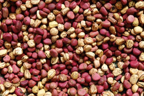 Cola Nut, Bitter Cola