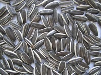 Sunflower seeds