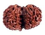 Gauri Shankar Rudraksha