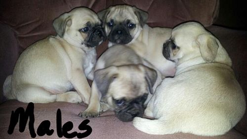 Copper Cathode, Copper Scrap