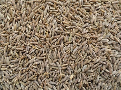 Cumin seeds, Packaging Type : PP Bags