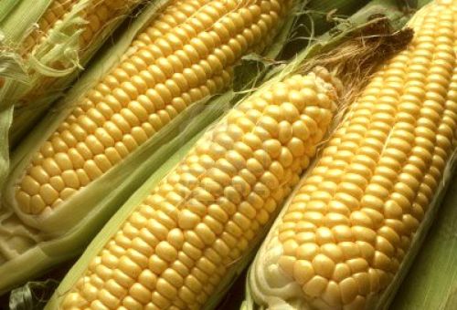 Yellow maize seeds, Moisture Ratio : 12%