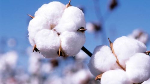 Raw cotton, Usage : Cotton Wicks