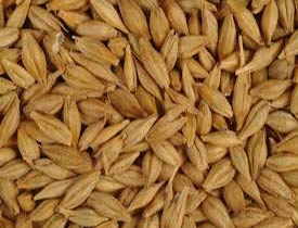 Barley Seeds