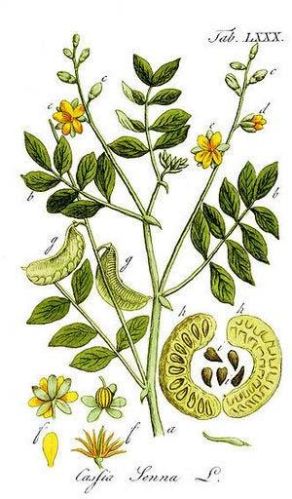 Senna Herb, Senna Laxative