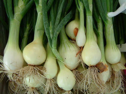 Egyptian Spring Onion