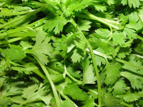 Fresh Coriander Leaves