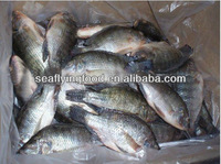 Tilapia fillet