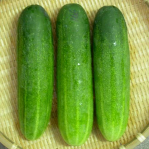 Fresh Cucumber,fresh Cucumber