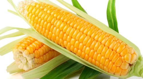 Yellow maize, Cultivation Type : Organic