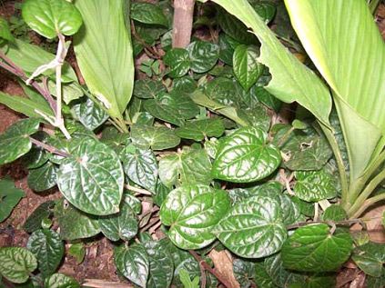 Fresh Betel Leaves