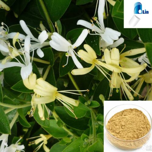 Honeysuckle Flower Extract Chlorogenic Acid, Brand Name : olin