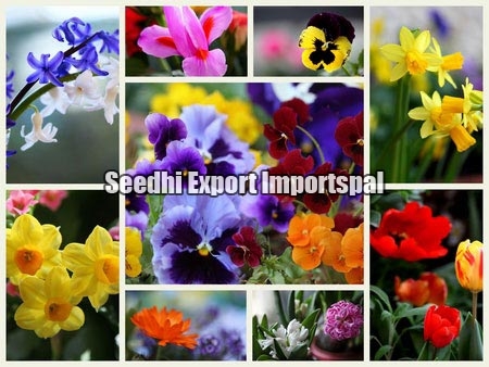 Exotic Flowers, For Decoration, Gifting