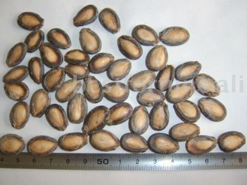 Watermelon Seeds