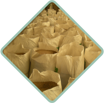 Sesame seeds, Container Size : 20 Feet Container