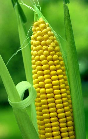 Yellow maize seeds, Moisture Ratio : 12%