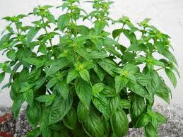 Sweet Basil