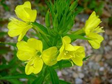 Evening Primrose Pe