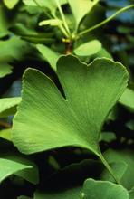Gbe Ginkgo Biloba Extract, Brand Name : Nanjian