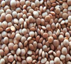 Whole Black Masoor Dal