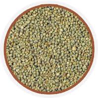 Green MILLET,green Millet