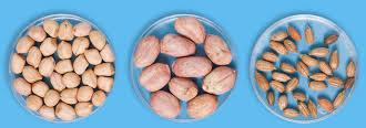 Groundnut kernel