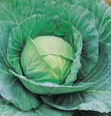 Fresh Cabbage