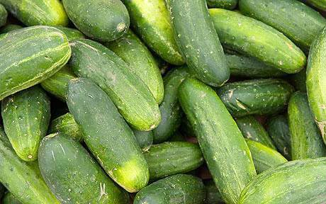 Fresh Cucumber,fresh Cucumber