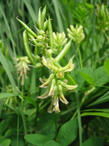 Astragalus Extract