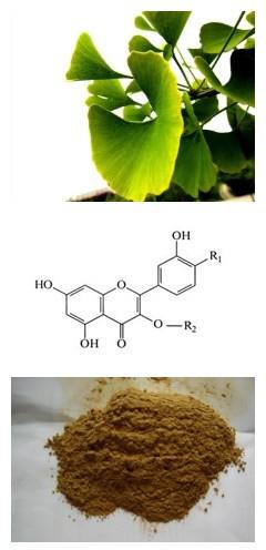 Ginkgo Biloba Leaf Extract