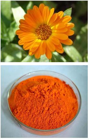 Marigold Extract
