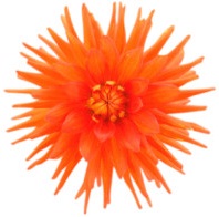 Vasudha Elixir Food Supplement