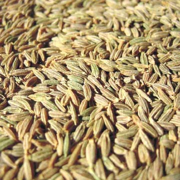 Cumin Seed, Style : Dried / Fresh
