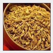 CREDENCE AGRI Fennel Seed