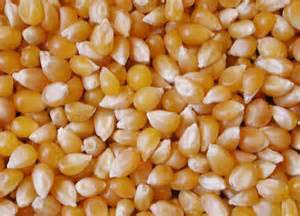 Maize