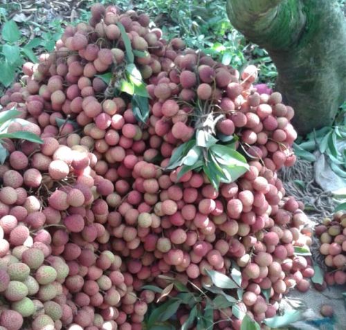 Common Litchi, For Food, Packaging Type : Carton Box