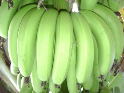 Cavendish Banana