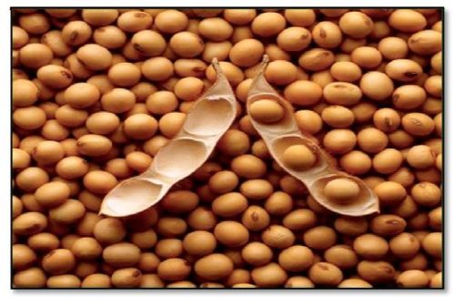 Soybean Seeds