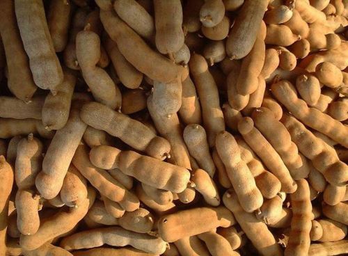 Organic Tamarind Pods, For Controls Health Problem, Food, Packaging Type : Packet, Plastic Bottle