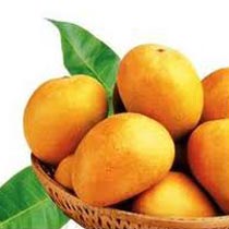 Fresh Alphonso Mango