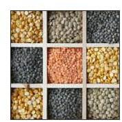 Organic Indian Pulses, Shelf Life : 1year