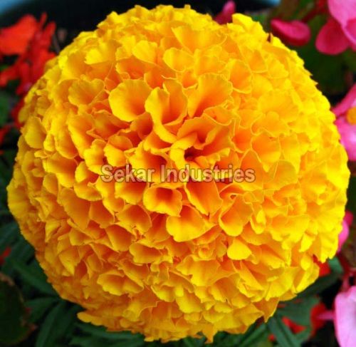 Fresh Marigold Flowers